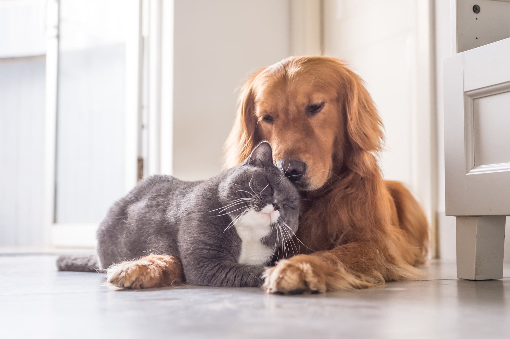 5 Mistakes Landlords Make in a Pet Friendly Apartment